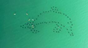 Dolphin artificial reef 30A Florida